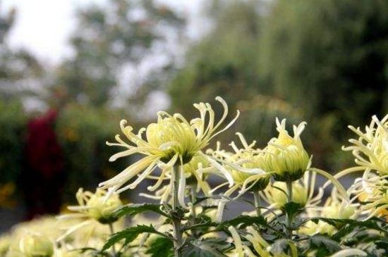 菊花长太高如何办