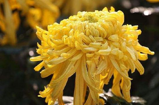 菊花长太高如何办