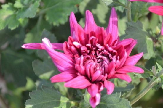 菊花长太高如何办