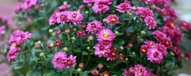 菊花矮壮素的使用办法