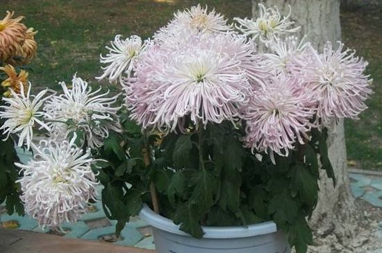 菊花矮壮素的使用办法