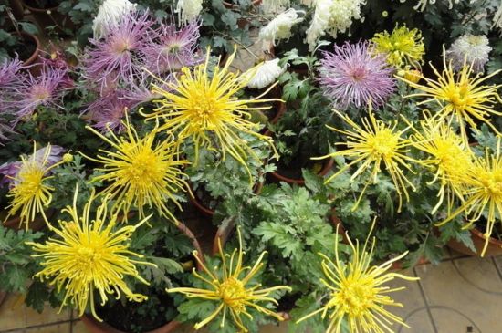 菊花矮壮素的使用办法