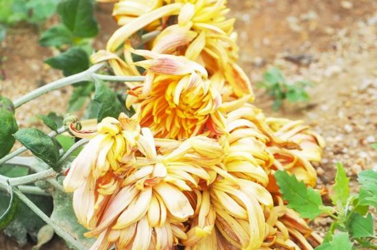 菊花长得太高能剪掉吗