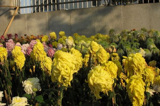 菊花长得太高能剪掉吗