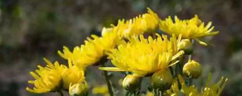 养的菊花枝头太重如何办