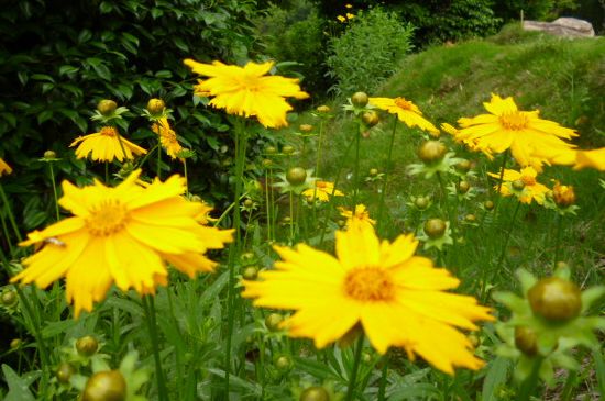 养的菊花枝头太重如何办