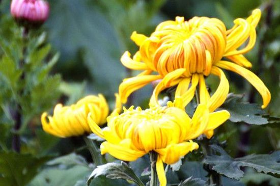 养的菊花枝头太重如何办