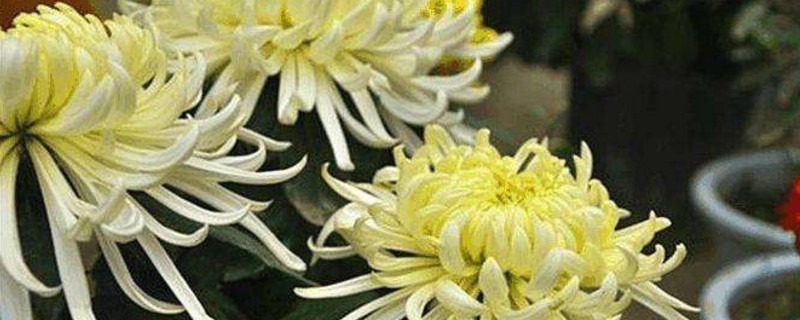 徒长了的菊花如何修剪