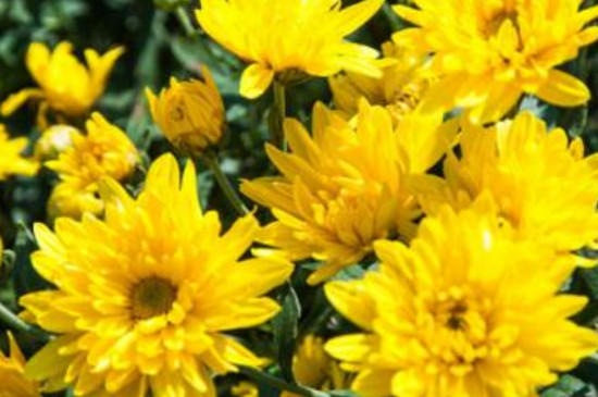 月菊花什么时候杆插