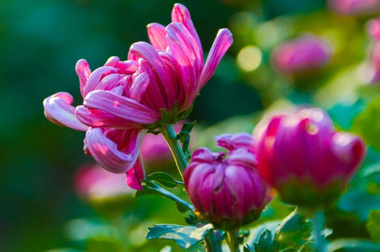 菊花是凉性的吗