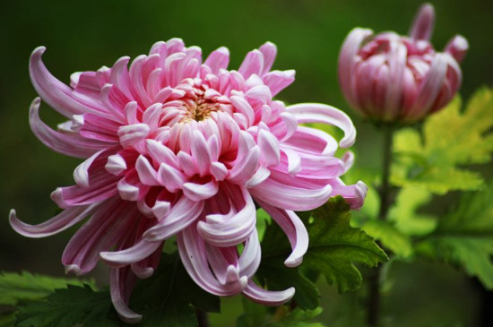 菊花是凉性的吗