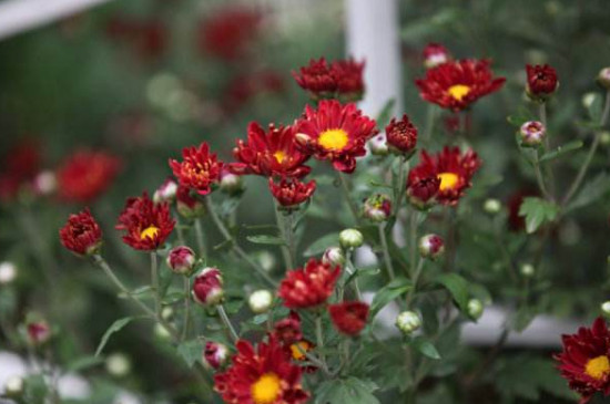 菊花长得太高如何办