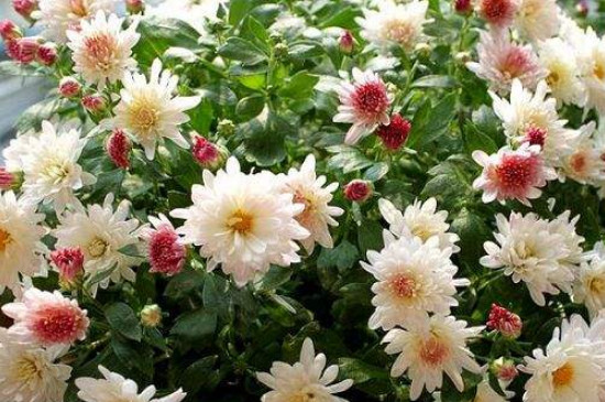 菊花长得太高如何办