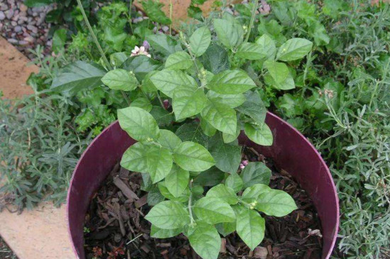 菊花什么时候插纤