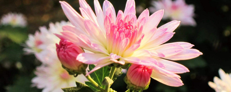 菊花春季要剪枝吗