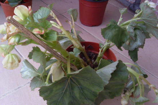 菊花春季要剪枝吗