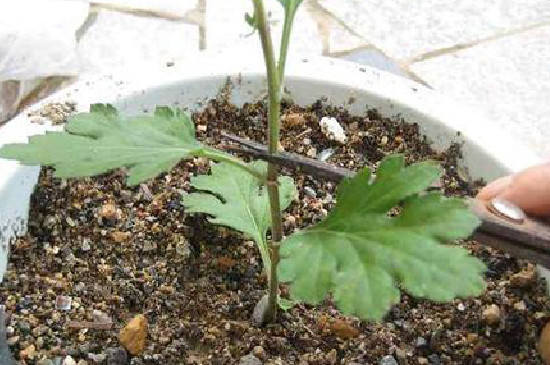 菊花春季要剪枝吗