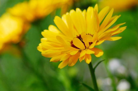 菊花春季要剪枝吗