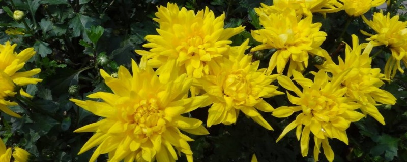 春季菊花如何修剪