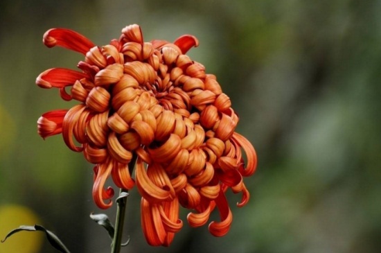 春季菊花如何修剪