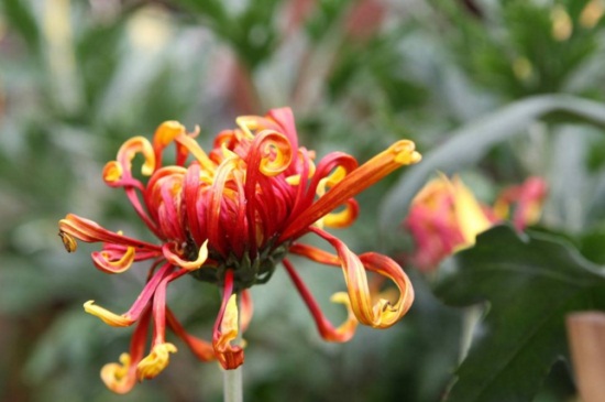 春季菊花如何修剪