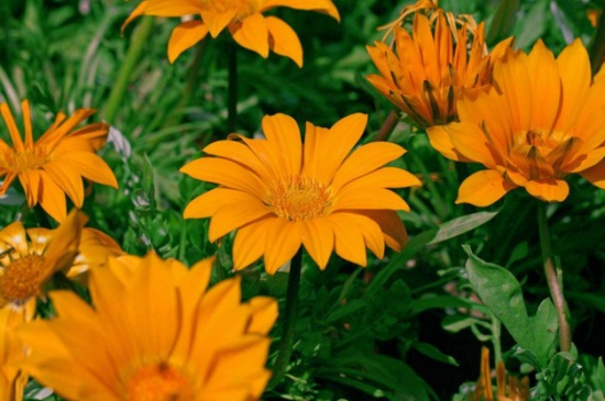 春季菊花如何修剪