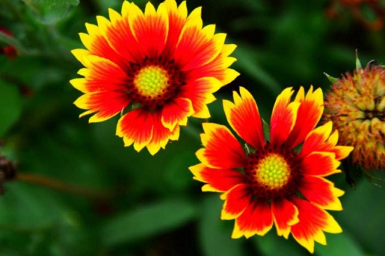 天人菊有毒吗,属无毒植物可净化空气