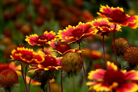 天人菊有毒吗,属无毒植物可净化空气
