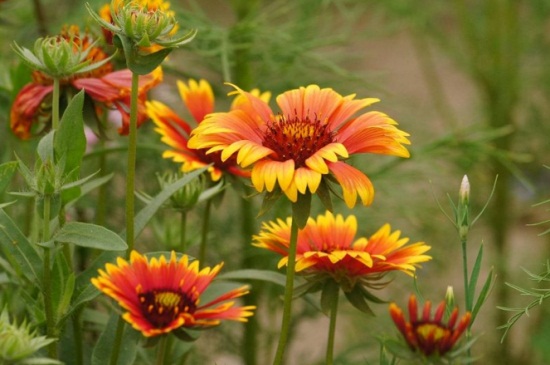 天人菊什么时候播种,夏季6~8月可播种