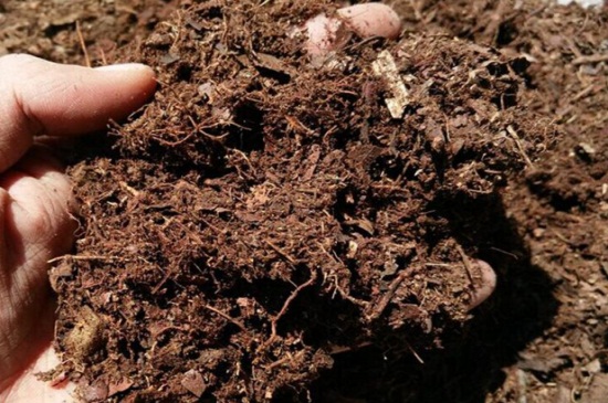 天人菊什么时候播种,夏季6~8月可播种