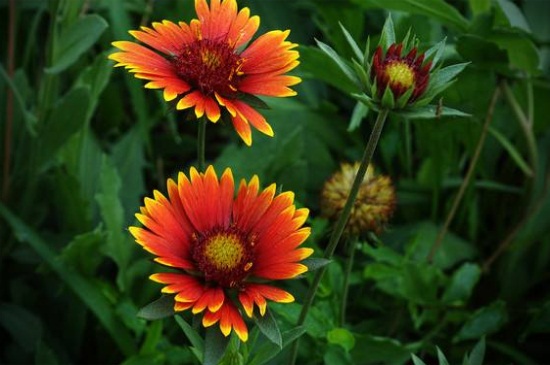 天人菊什么时候播种,夏季6~8月可播种