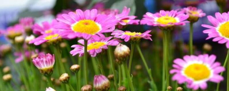 春季开的菊花有哪些