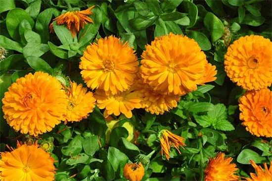 春季开的菊花有哪些