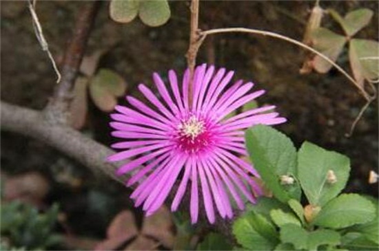 松叶菊有哪些常见的种类，盘点常见的八大种类