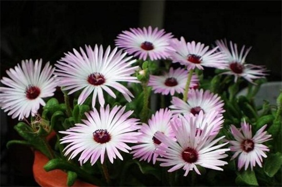 松叶菊有哪些常见的种类，盘点常见的八大种类