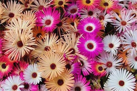 松叶菊有哪些常见的种类，盘点常见的八大种类