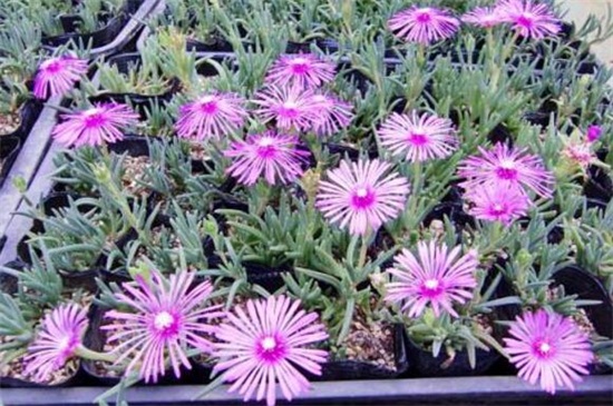 松叶菊有哪些常见的种类，盘点常见的八大种类