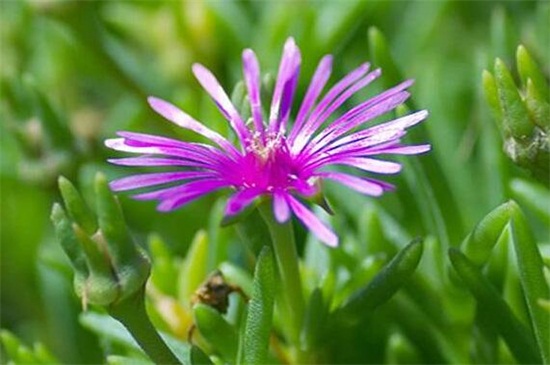 松叶菊有哪些常见的种类，盘点常见的八大种类