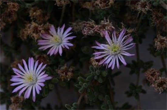 松叶菊有哪些常见的种类，盘点常见的八大种类
