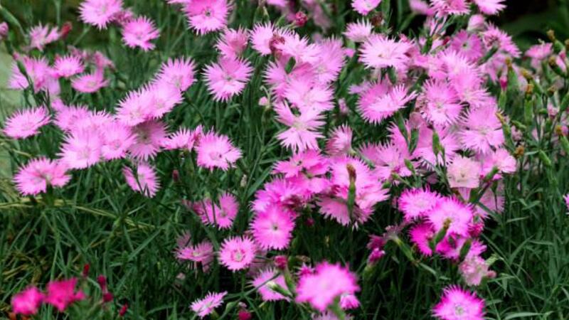 松叶菊的养护办法