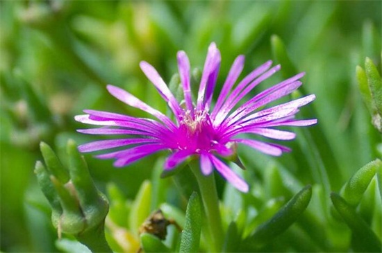 松叶菊的养护办法