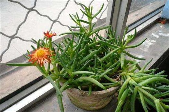 松叶菊的养护办法