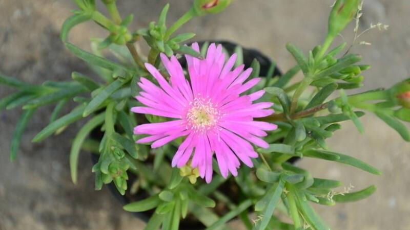 松叶菊的养护办法