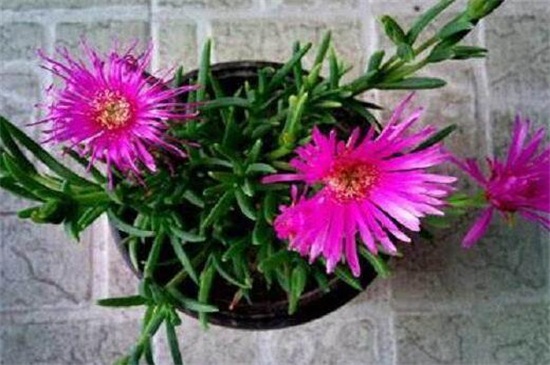 松叶菊的养护办法