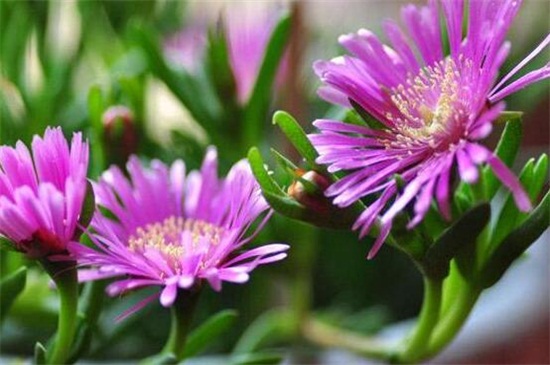 松叶菊的养护办法