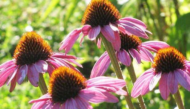 紫松果菊的养殖办法及留意事项