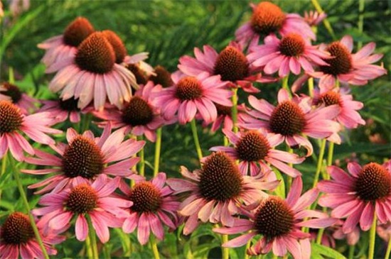 紫松果菊的养殖办法及留意事项