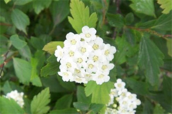 麻叶绣线菊的扦插繁殖，选取枝条配土扦插繁殖