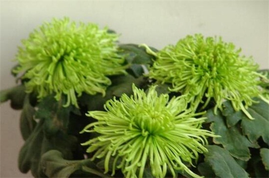 绿菊花的养殖办法和留意事项，夏季防晒避免灼伤