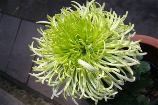 绿菊花的养殖办法和留意事项，夏季防晒避免灼伤